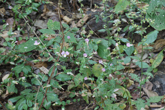 Canscora perfoliata